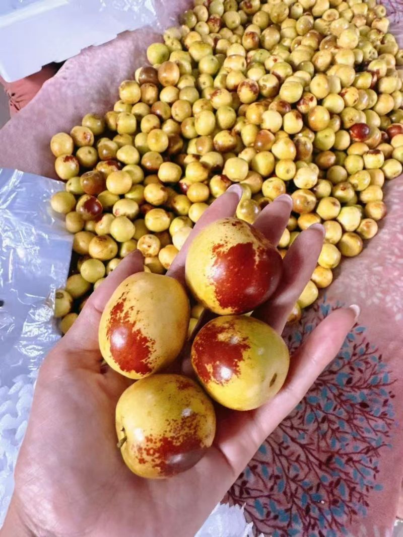 大荔冬枣承接电商批发社区团购直播带货商超进出口量大口感好