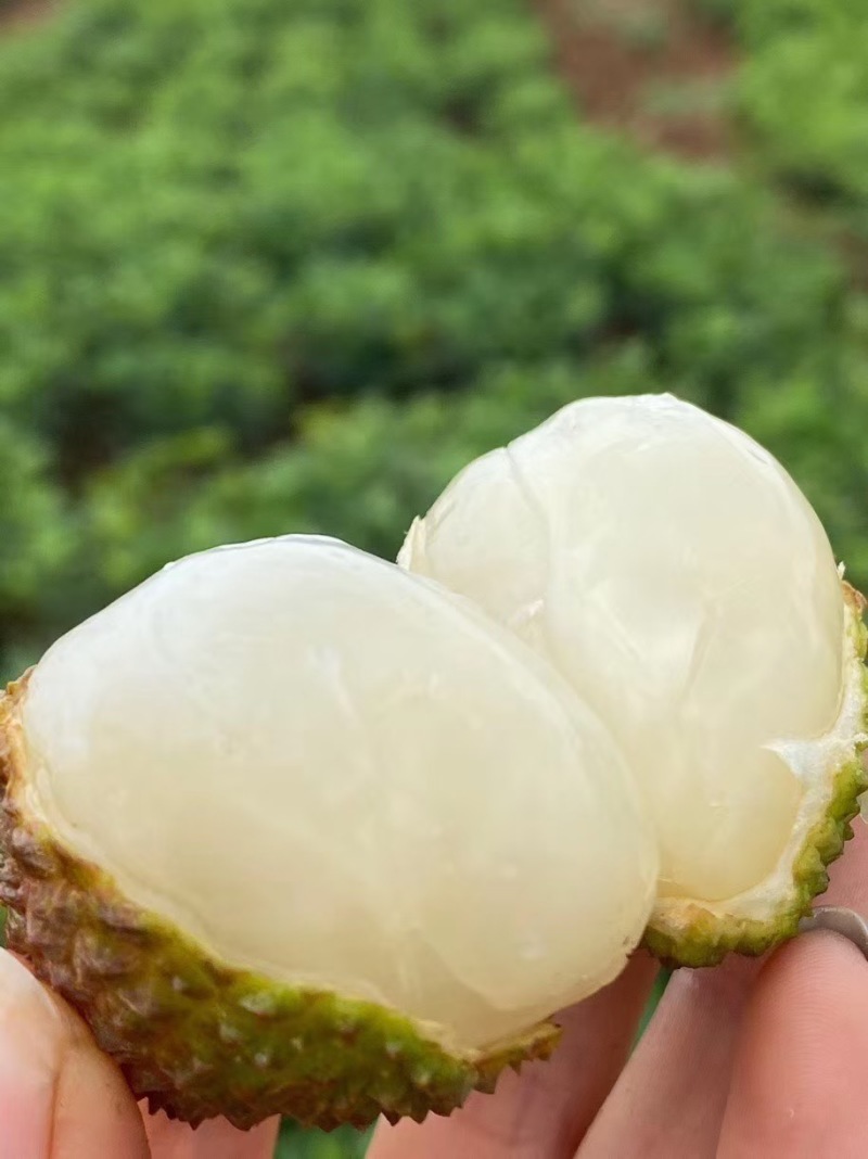 荔枝黑叶/桂味/白蜡/妃子笑/白糖罂对接电商一件代发
