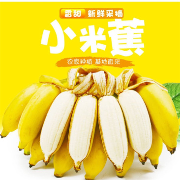 广西小米蕉/禁止蕉绿（网红款）/苹果蕉香蕉电商一件代发