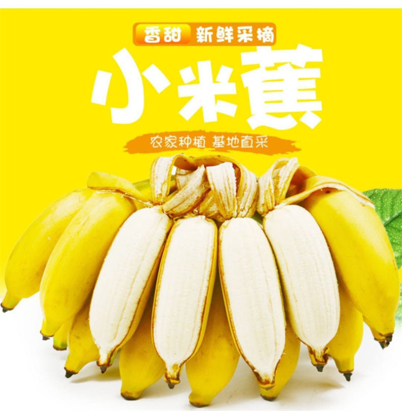 广西小米蕉/禁止蕉绿（网红款）/苹果蕉香蕉电商一件代发