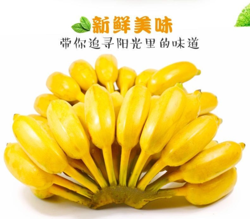 广西小米蕉/禁止蕉绿（网红款）/苹果蕉香蕉电商一件代发