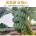 广西小米蕉/禁止蕉绿（网红款）/苹果蕉香蕉电商一件代发