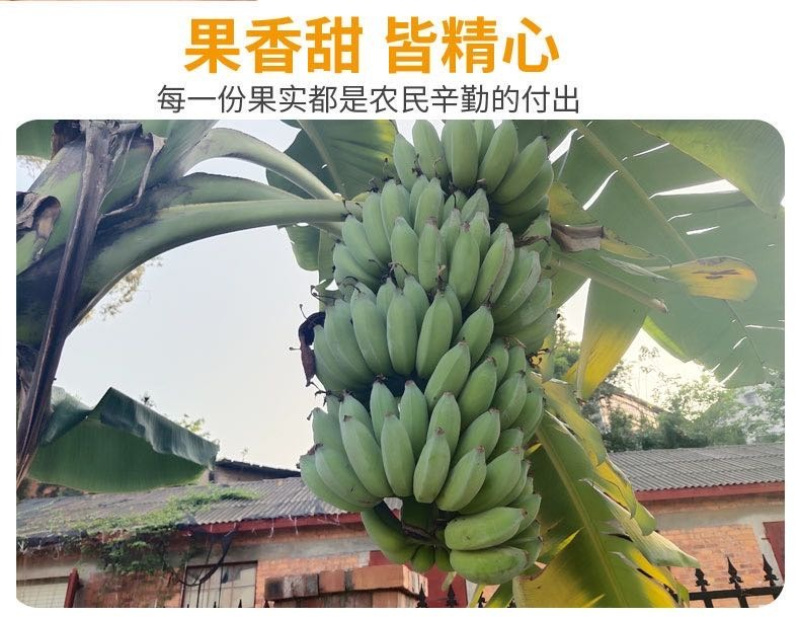 广西小米蕉/禁止蕉绿（网红款）/苹果蕉香蕉电商一件代发