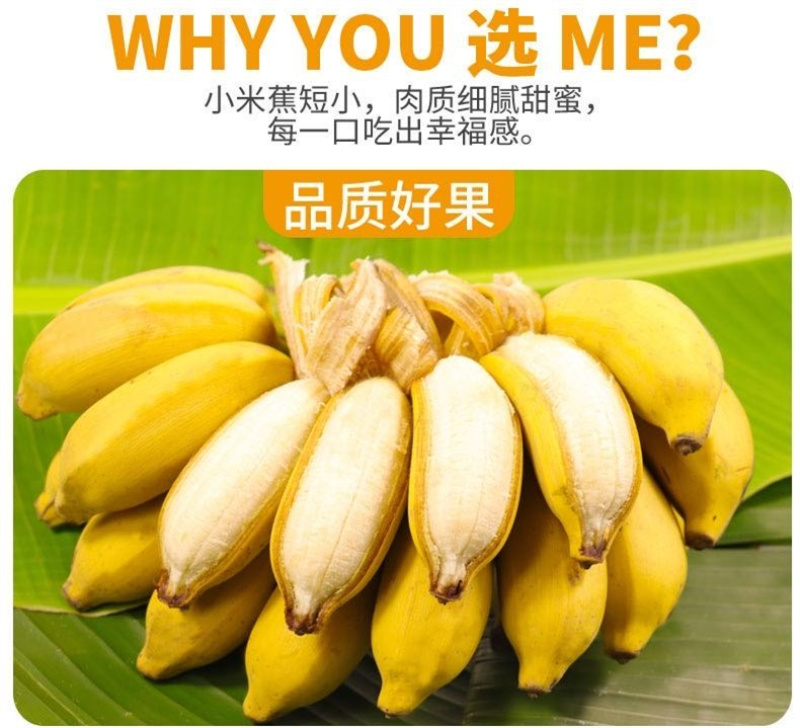 广西小米蕉/禁止蕉绿（网红款）/苹果蕉香蕉电商一件代发