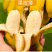 广西小米蕉/禁止蕉绿（网红款）/苹果蕉香蕉电商一件代发