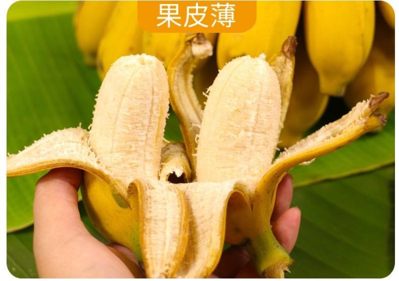广西小米蕉/禁止蕉绿（网红款）/苹果蕉香蕉电商一件代发