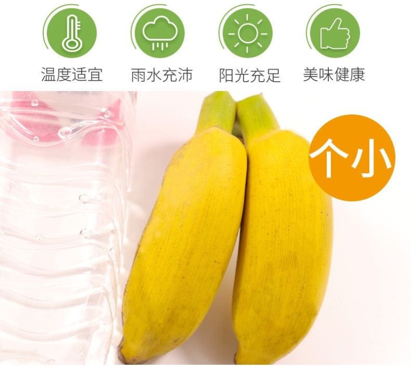 广西小米蕉/禁止蕉绿（网红款）/苹果蕉香蕉电商一件代发