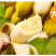 广西小米蕉/禁止蕉绿（网红款）/苹果蕉香蕉电商一件代发