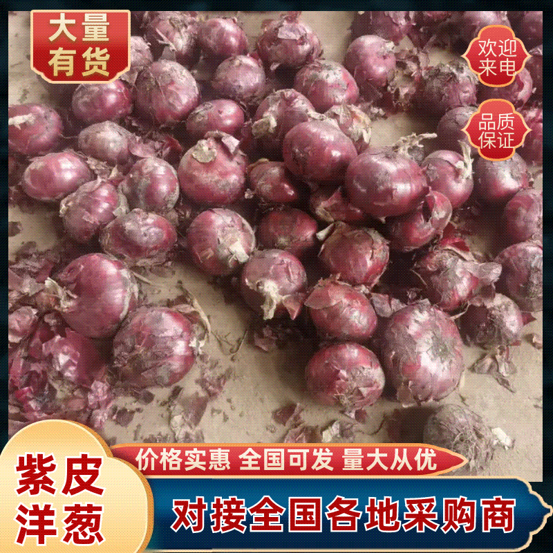 紫皮洋葱山东洋葱（一手货源）品质保证，欢迎电联洽谈