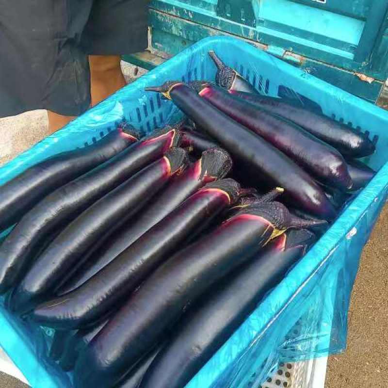 长茄子紫色长茄子品相好价格实惠现摘现发博跃市场发货可拼车