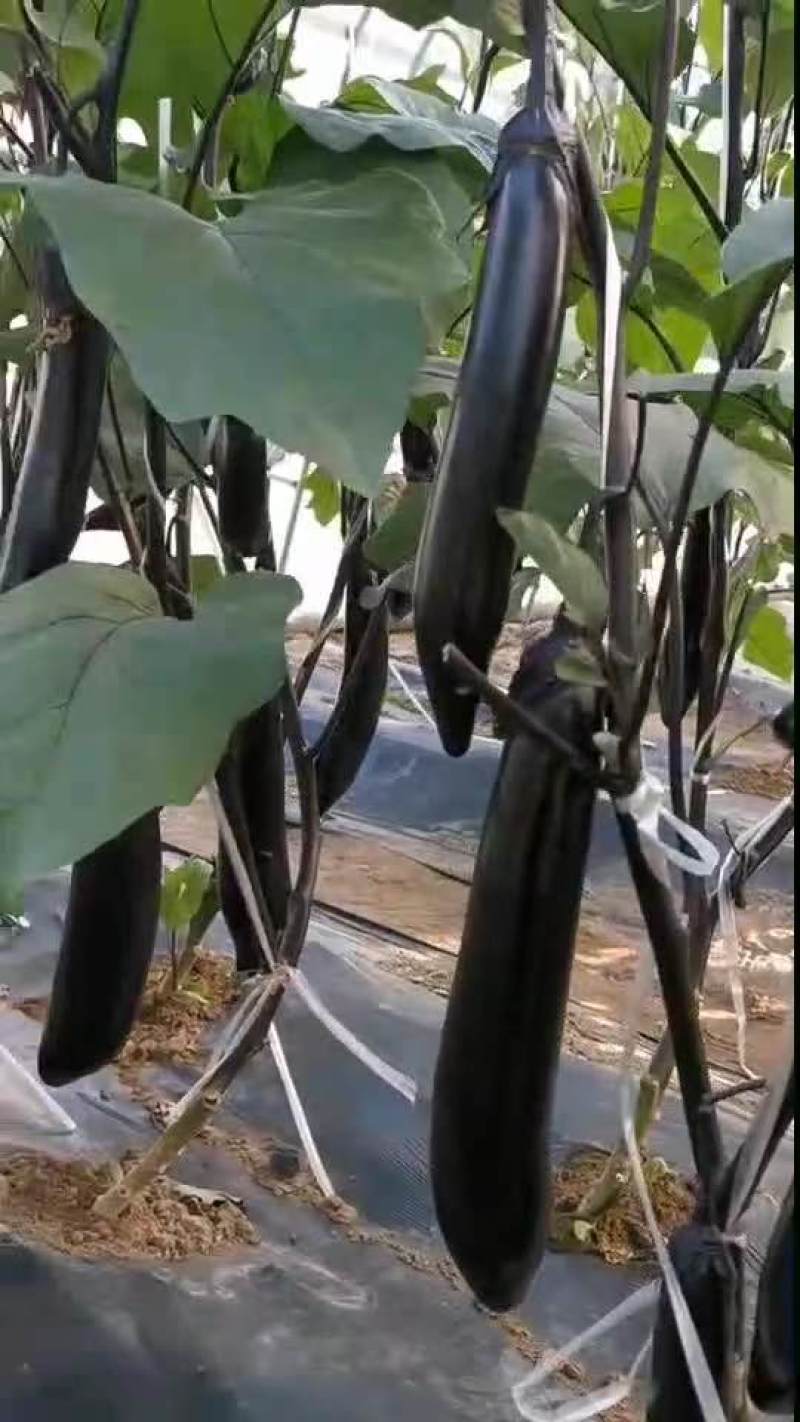 长茄子紫色长茄子品相好价格实惠现摘现发博跃市场发货可拼车