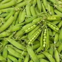 豌豆青豌豆上市了当季鲜货价格实惠量大价优欢迎联系
