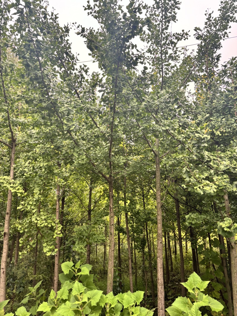 【现挖现发】贵州银杏树基地直发一条龙服务带土发货成活率高