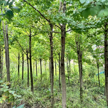 【现挖现发】贵州银杏树基地直发一条龙服务带土发货成活率高