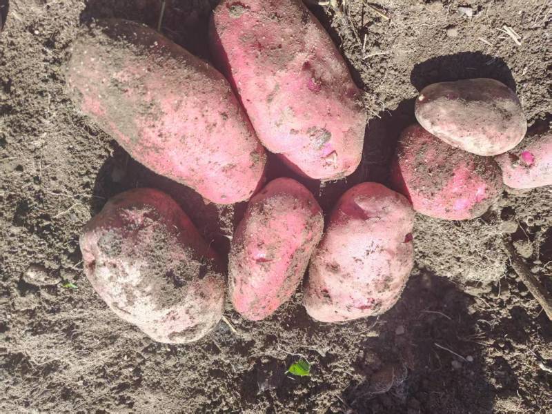 青薯9号土豆云南基地直供质量保证一手货源对接商超市场