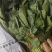 菠菜山西运城菠菜产地一手货源诚信报价量大优惠