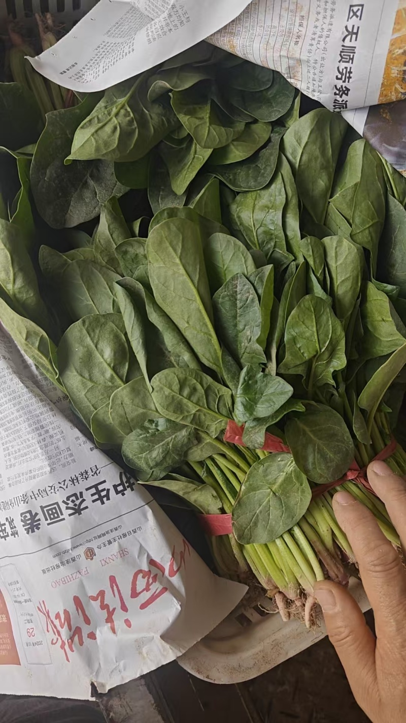 菠菜山西运城菠菜产地一手货源诚信报价量大优惠