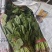 菠菜山西运城菠菜产地一手货源诚信报价量大优惠