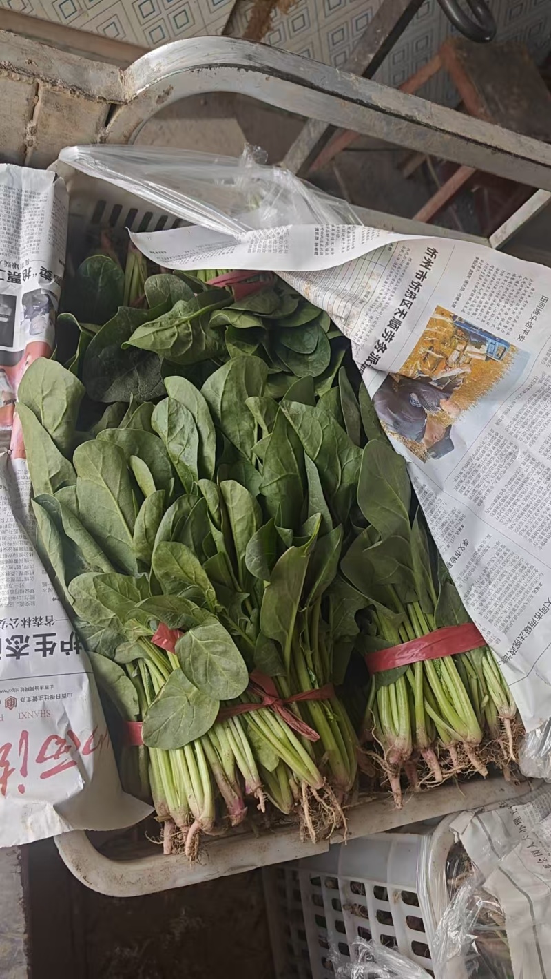 菠菜山西运城菠菜产地一手货源诚信报价量大优惠