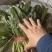 菠菜山西运城菠菜产地一手货源诚信报价量大优惠
