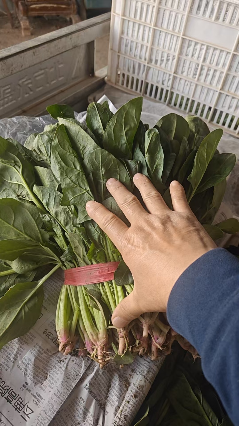 菠菜山西运城菠菜产地一手货源诚信报价量大优惠