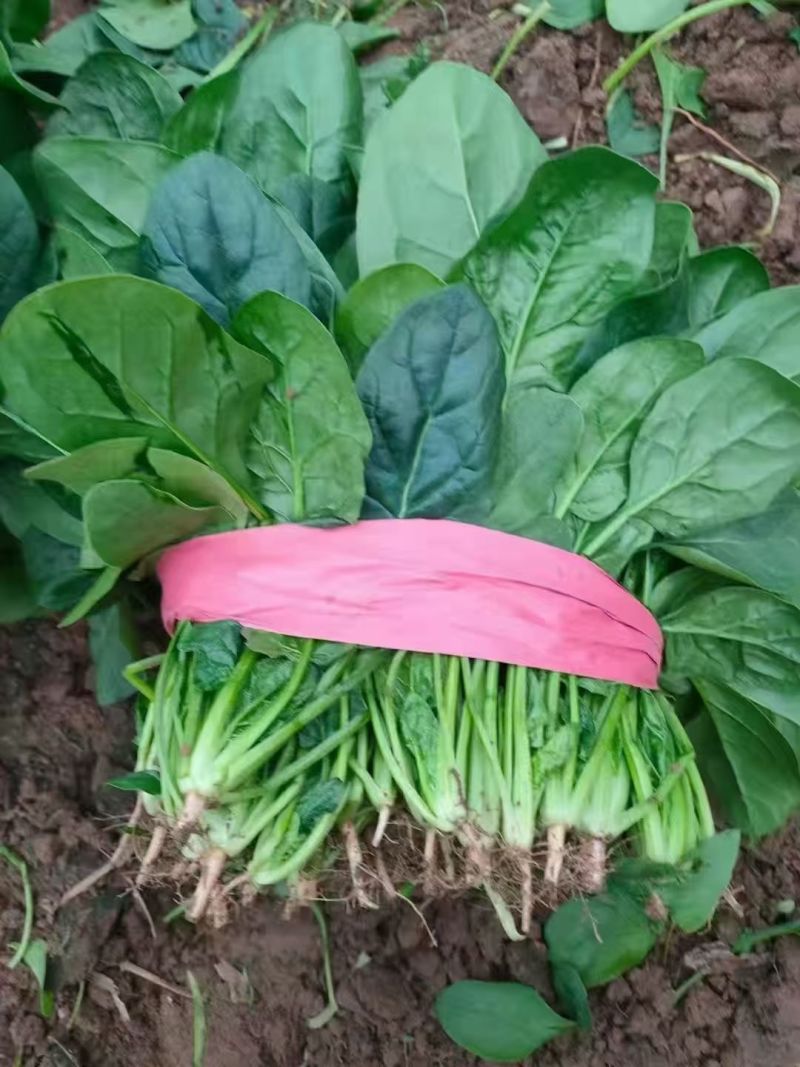 菠菜山西运城菠菜产地一手货源诚信报价量大优惠