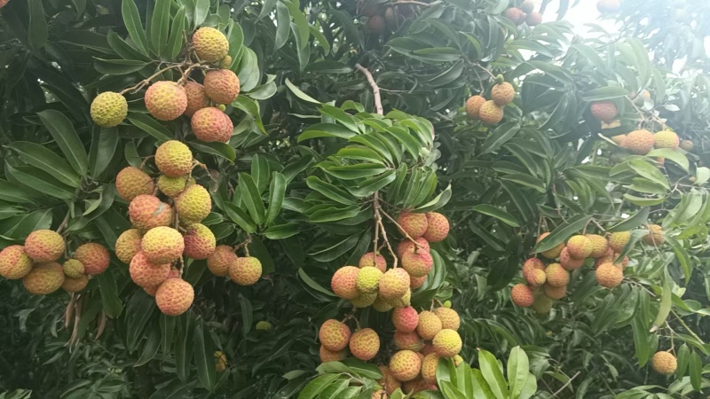 广东阳江精品玉荷包，量大从优，保质保量，欢迎咨询