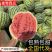 《麦茬美都》周口扶沟/有籽西瓜/产地代发全国/包熟包甜