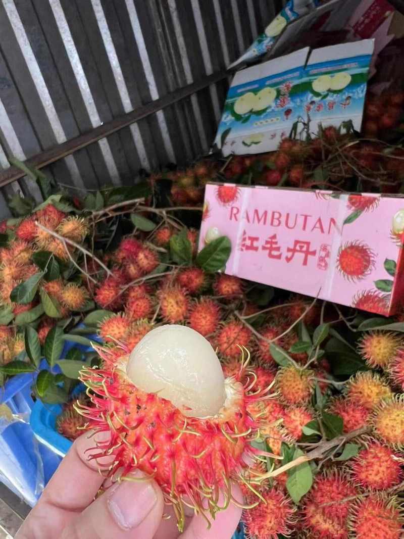 海南保亭红毛丹一件代发产地直发一手货源对接各大电商平台
