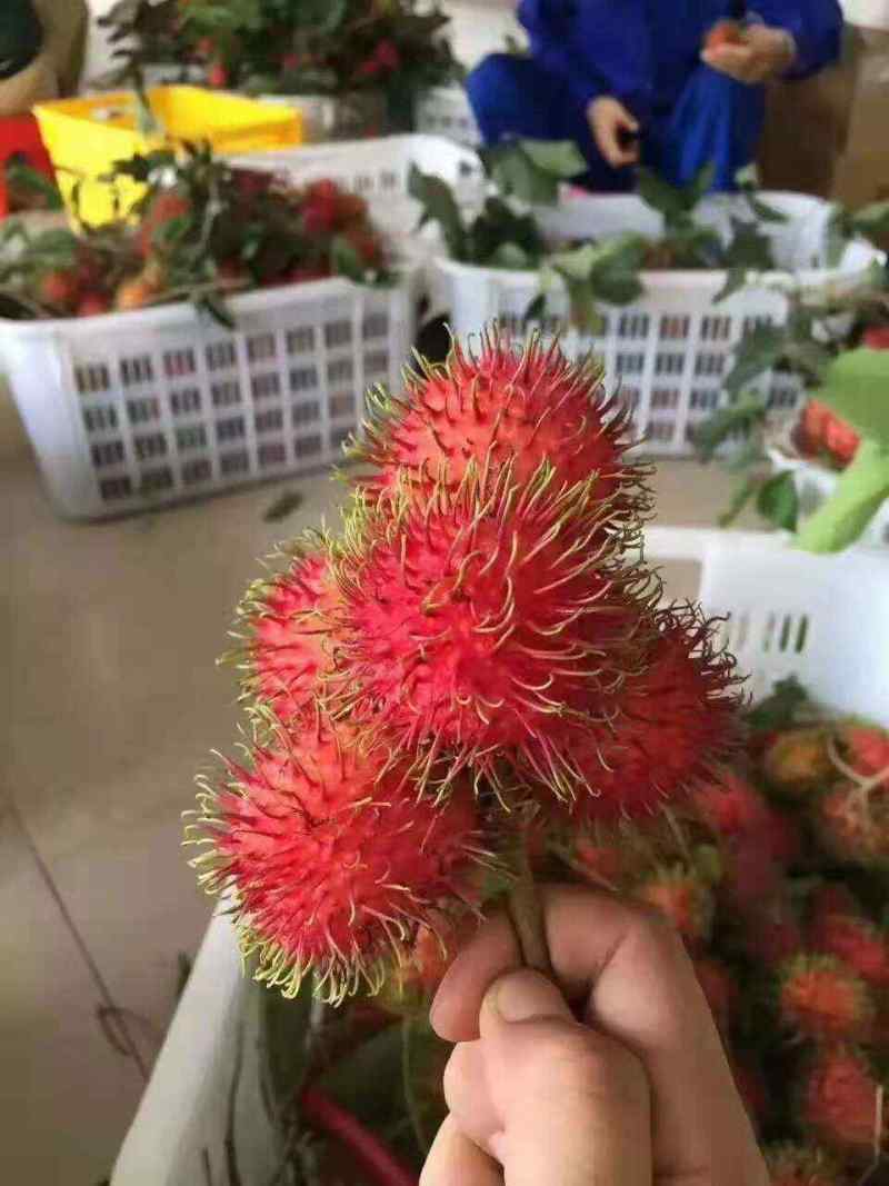 海南保亭红毛丹一件代发产地直发一手货源对接各大电商平台