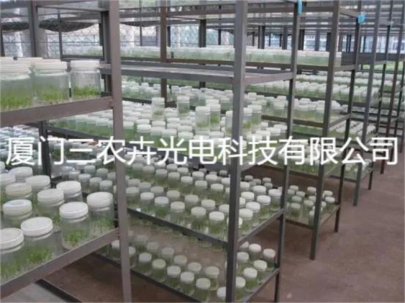 90cm-桉树组培灯