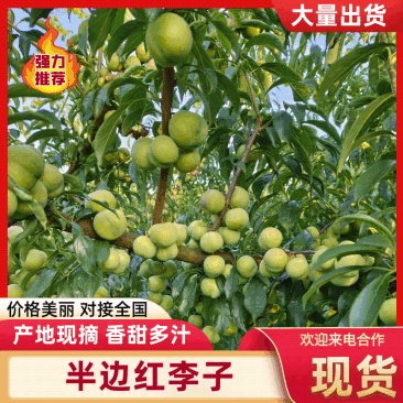 四川精品半边红李子大量上市货源充足质量保证欢迎来电