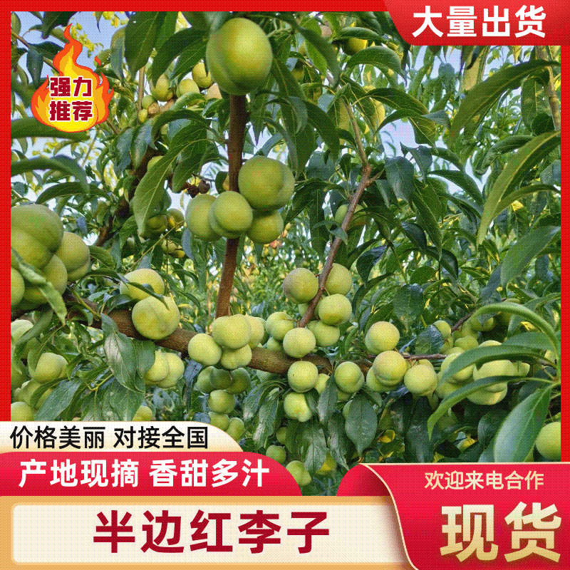 四川精品半边红李子大量上市货源充足质量保证欢迎来电