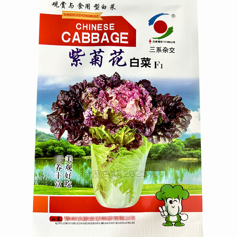 紫菊花白菜种子早熟三系杂交紫花心长势旺基地品种