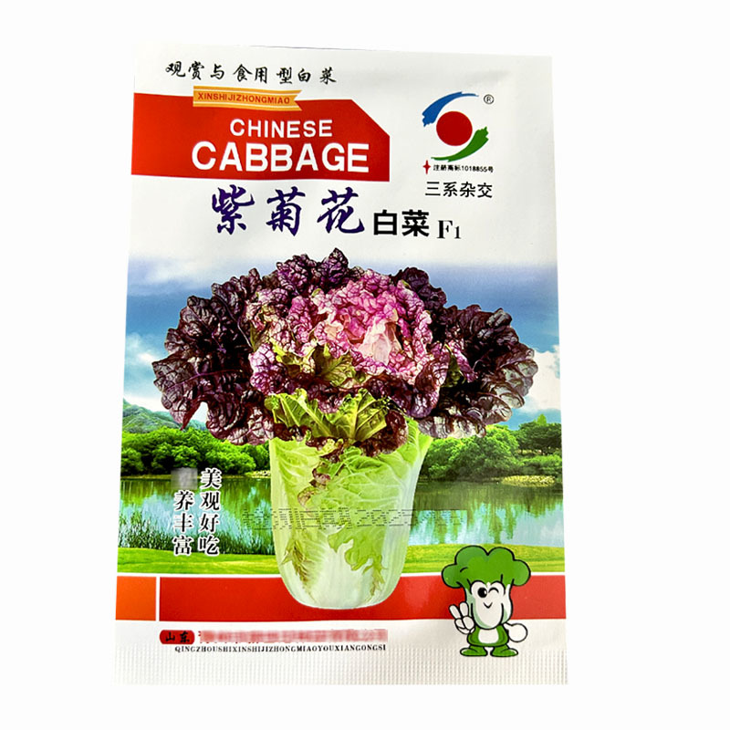 紫菊花白菜种子早熟三系杂交紫花心长势旺基地品种