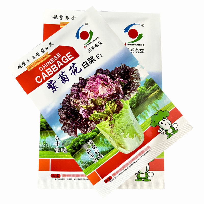 紫菊花白菜种子早熟三系杂交紫花心长势旺基地品种