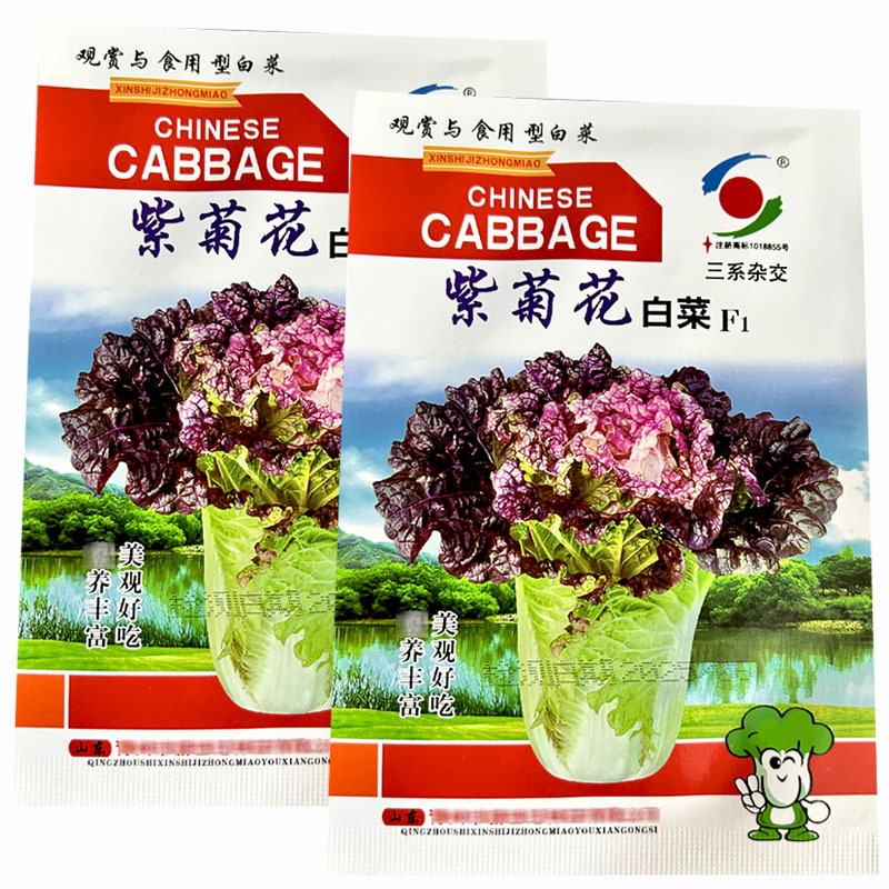 紫菊花白菜种子早熟三系杂交紫花心长势旺基地品种