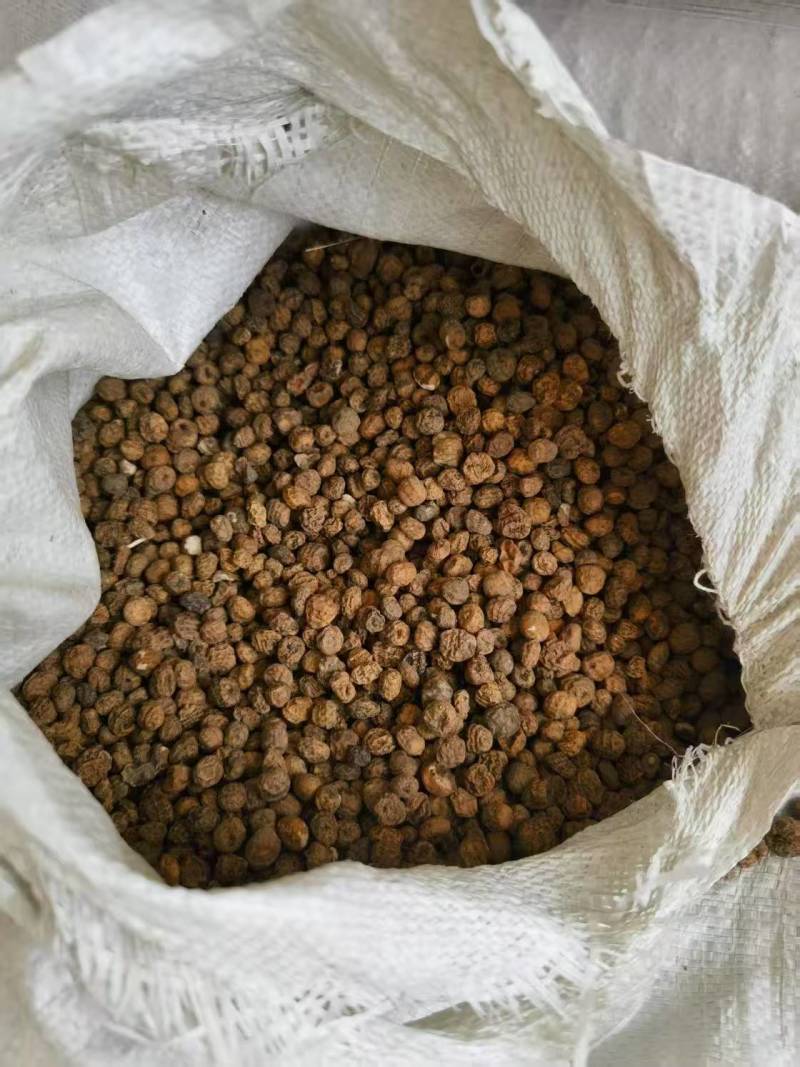 新疆油莎豆