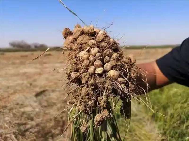 新疆油莎豆