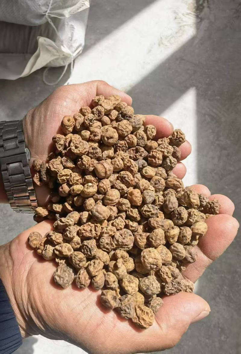 新疆油莎豆