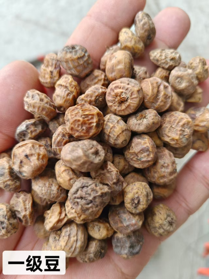 新疆油莎豆