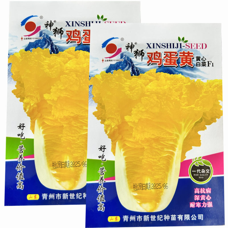 鸡蛋黄心白菜种子早熟包心生长大白菜抗热春夏秋播种抗病蔬菜