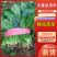 菠菜山西运城菠菜产地一手货源诚信报价量大优惠