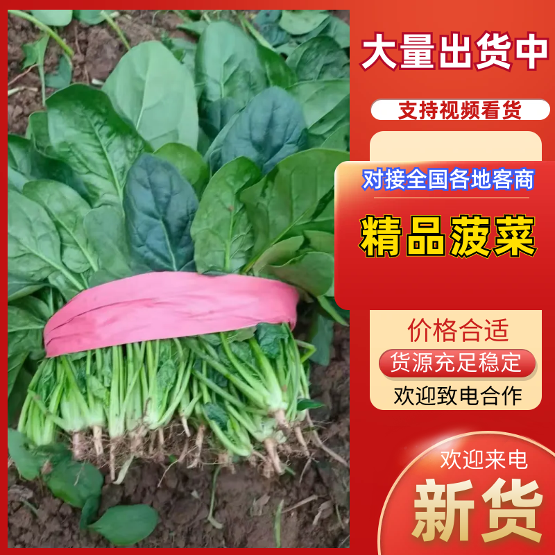 菠菜山西运城菠菜产地一手货源诚信报价量大优惠