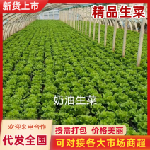 运城意大利生菜产地直供品质保障对接全国市场批发