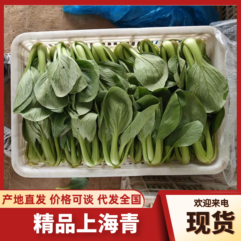 上海青山西上海青产地直发提供一条龙服务欢迎咨询