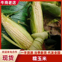 汉中产地玉米大量有货糯玉米甜玉米水果玉米花甜