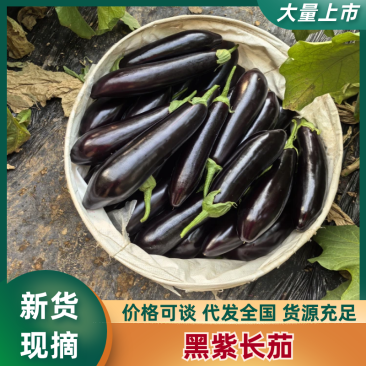 长茄内蒙长茄黑紫长茄产地直发提供一条龙服务欢迎咨询