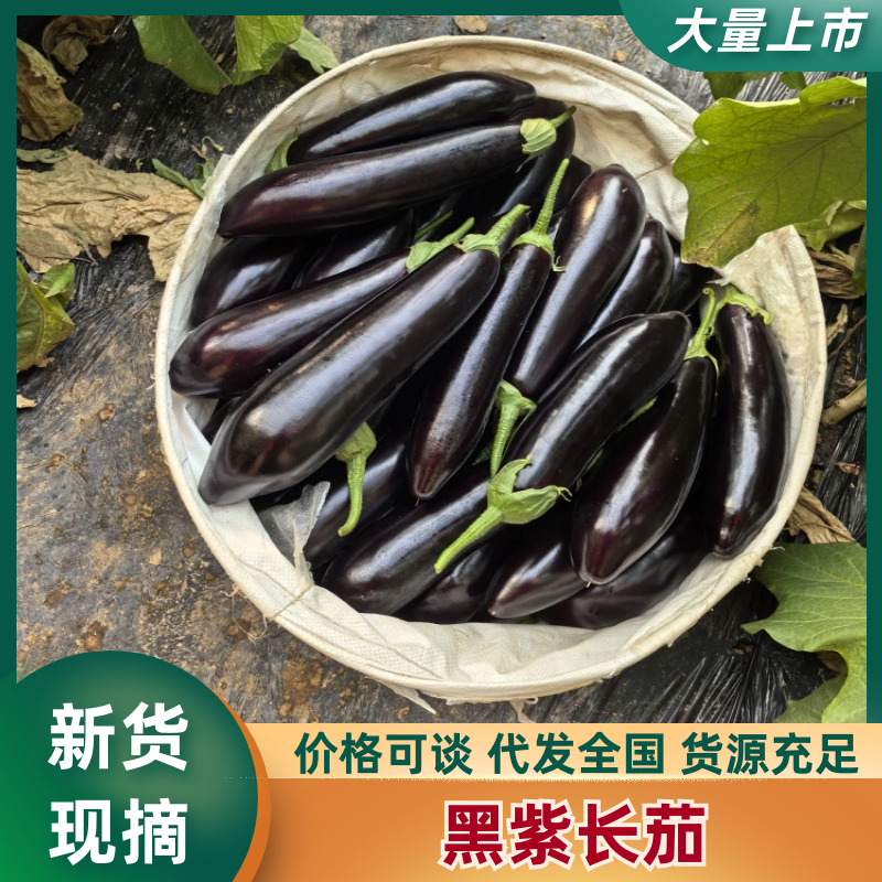 长茄内蒙长茄黑紫长茄产地直发提供一条龙服务欢迎咨询