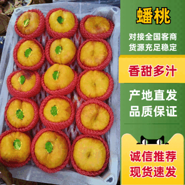 河北一手货源油蟠九蟠桃清甜可口量大从优价格美丽质量**
